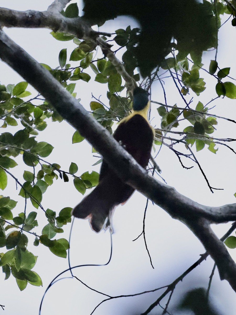 Red Bird-of-Paradise - ML635154144