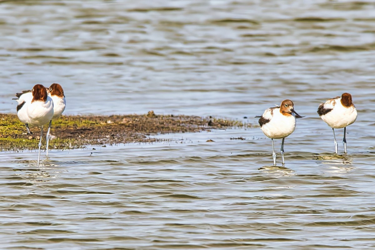 Red-necked Avocet - ML635154162