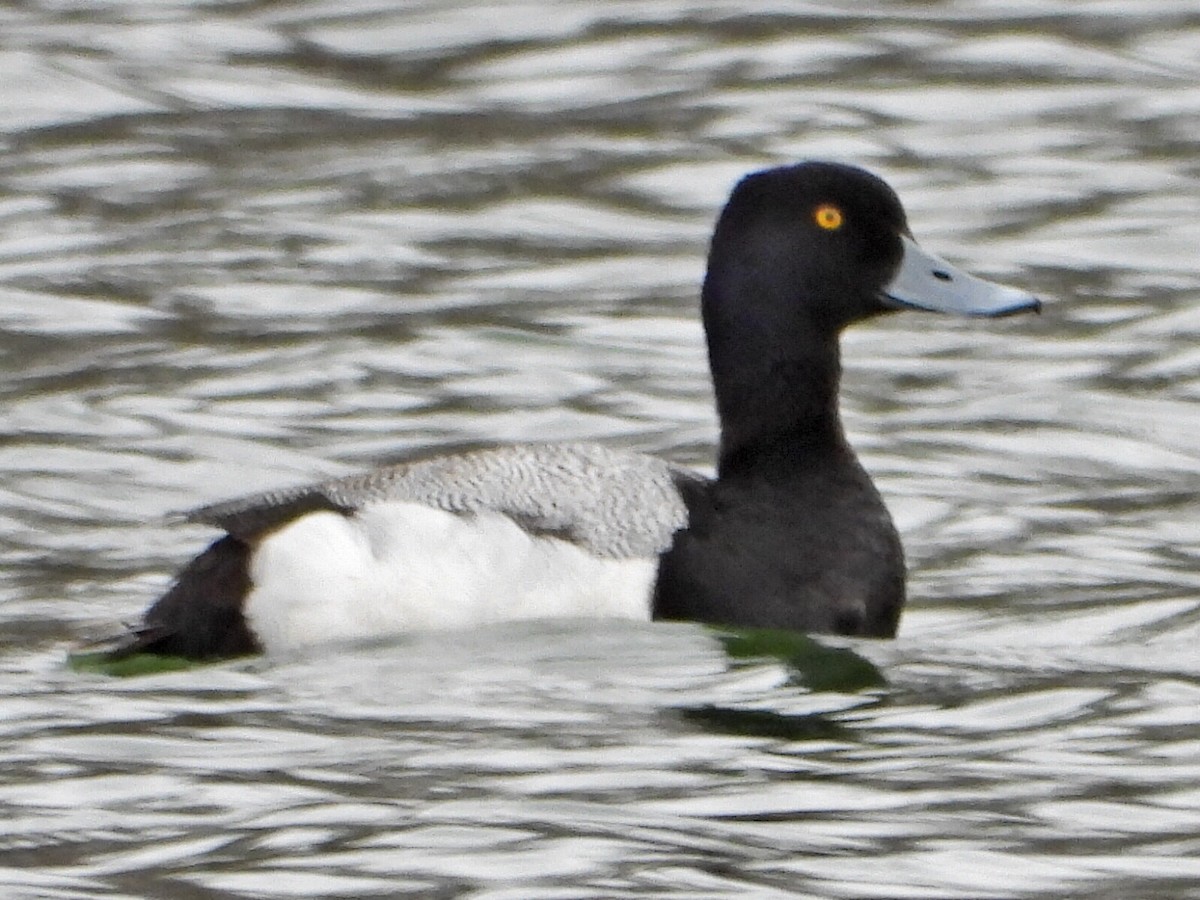 Lesser Scaup - ML635154241