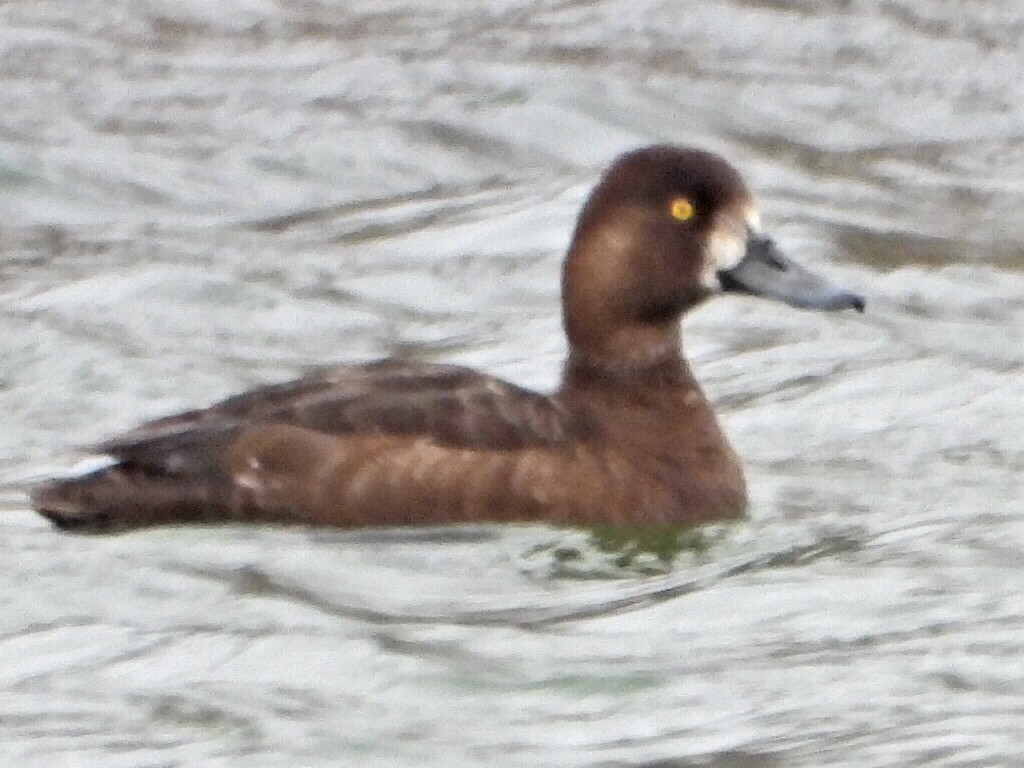 Lesser Scaup - ML635154251