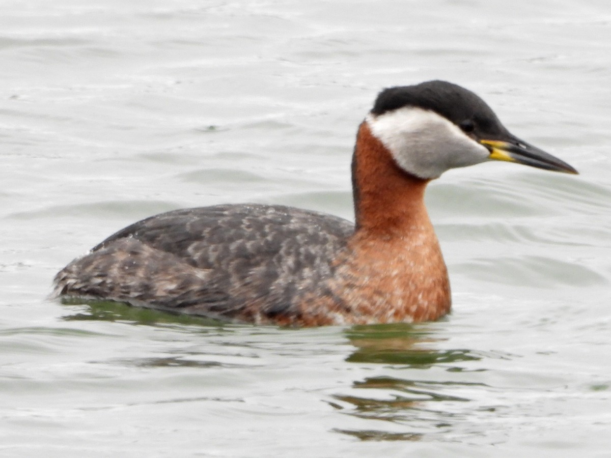 Red-necked Grebe - ML635154259