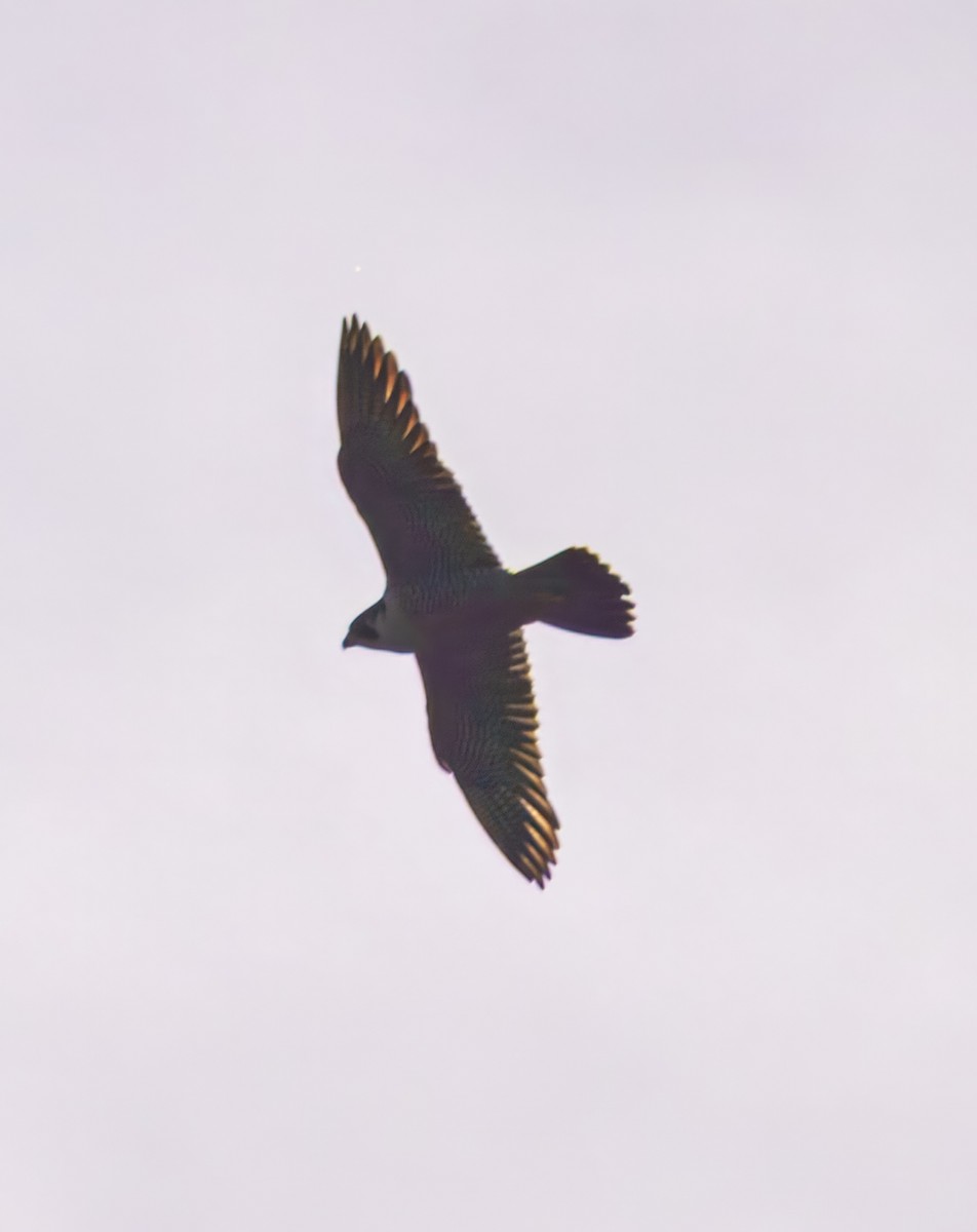 Peregrine Falcon - ML635154307