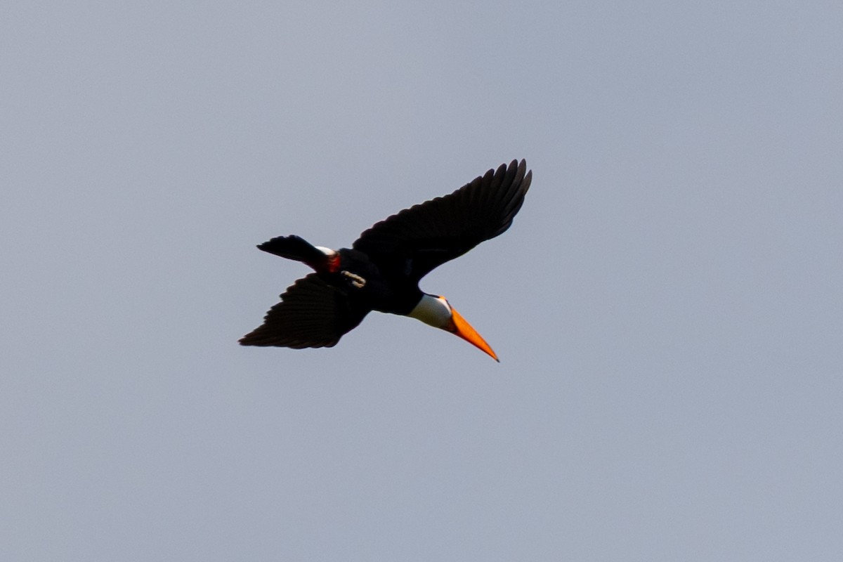 Toco Toucan - ML635154311