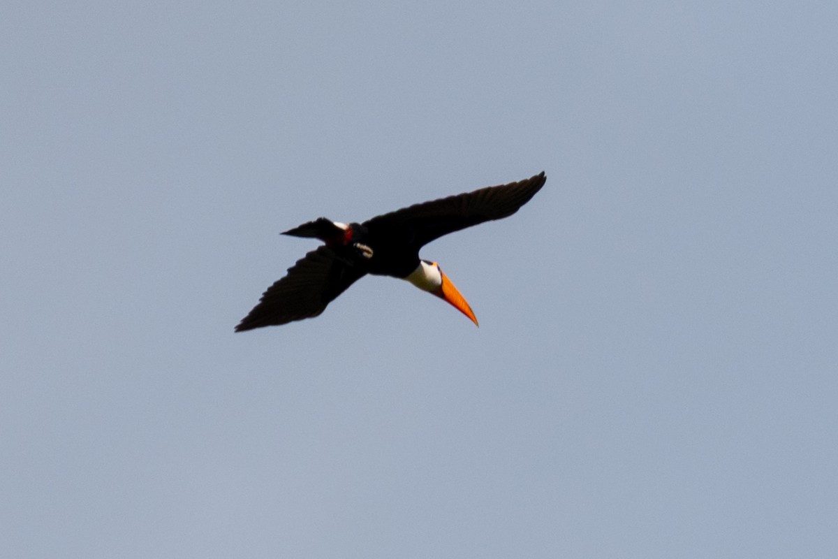 Toco Toucan - ML635154312