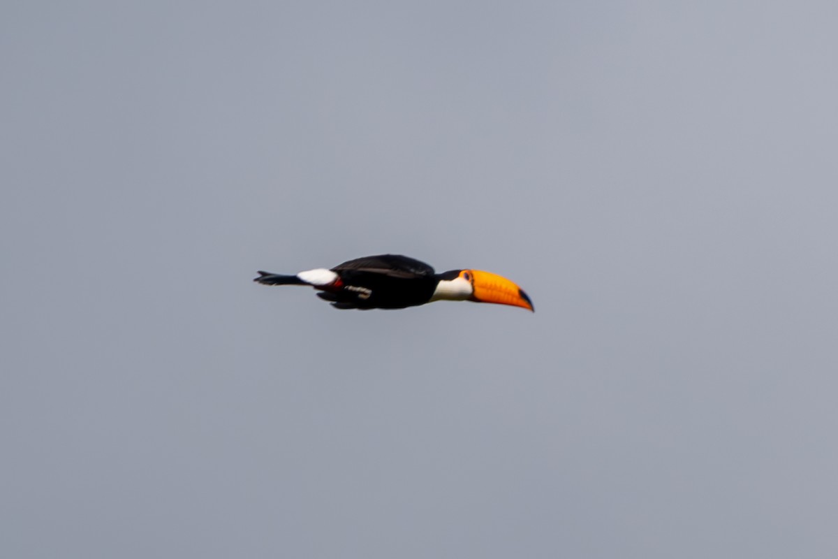 Toco Toucan - ML635154313