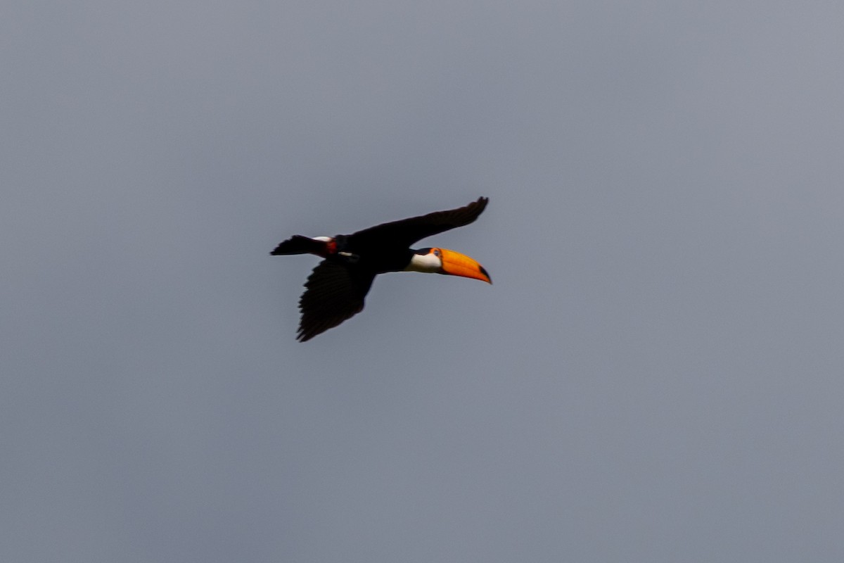 Toco Toucan - ML635154314