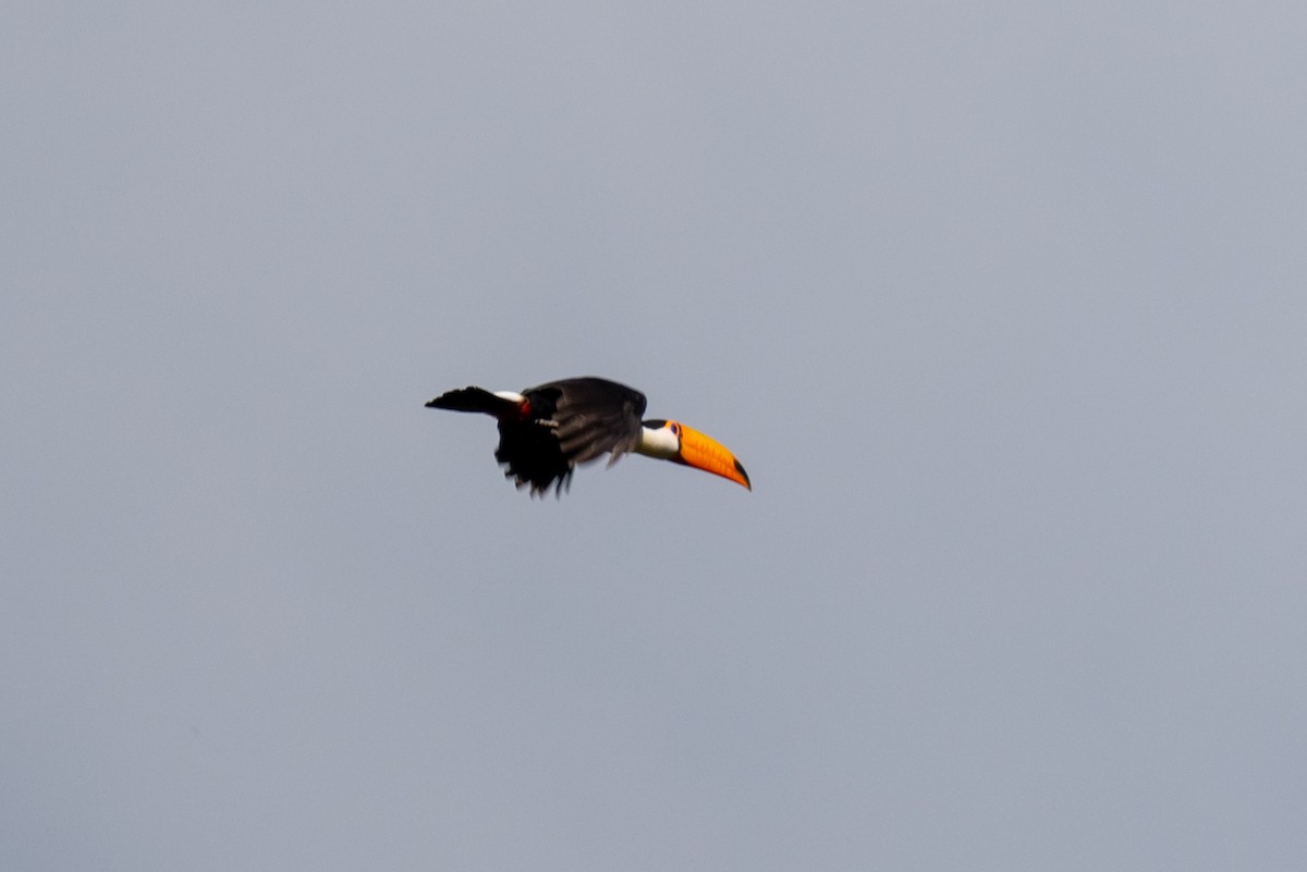 Toco Toucan - ML635154315