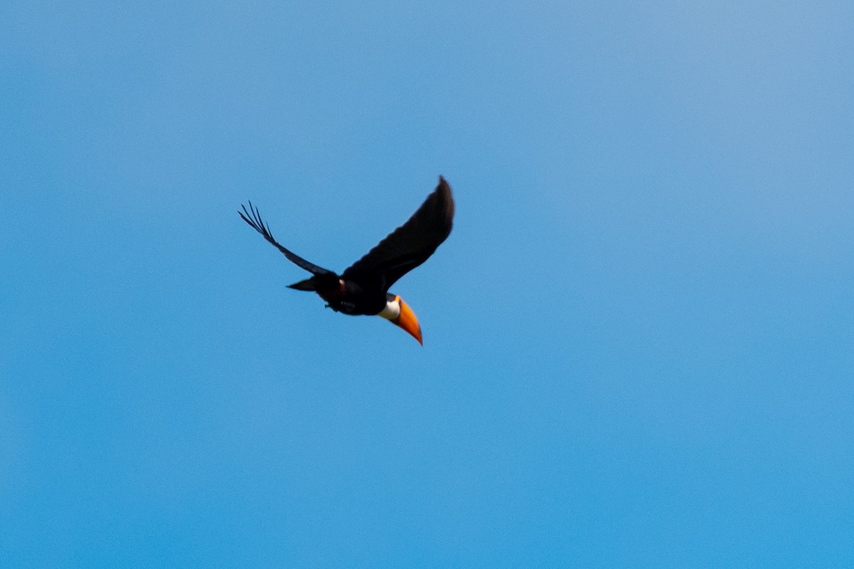 Toco Toucan - ML635154316