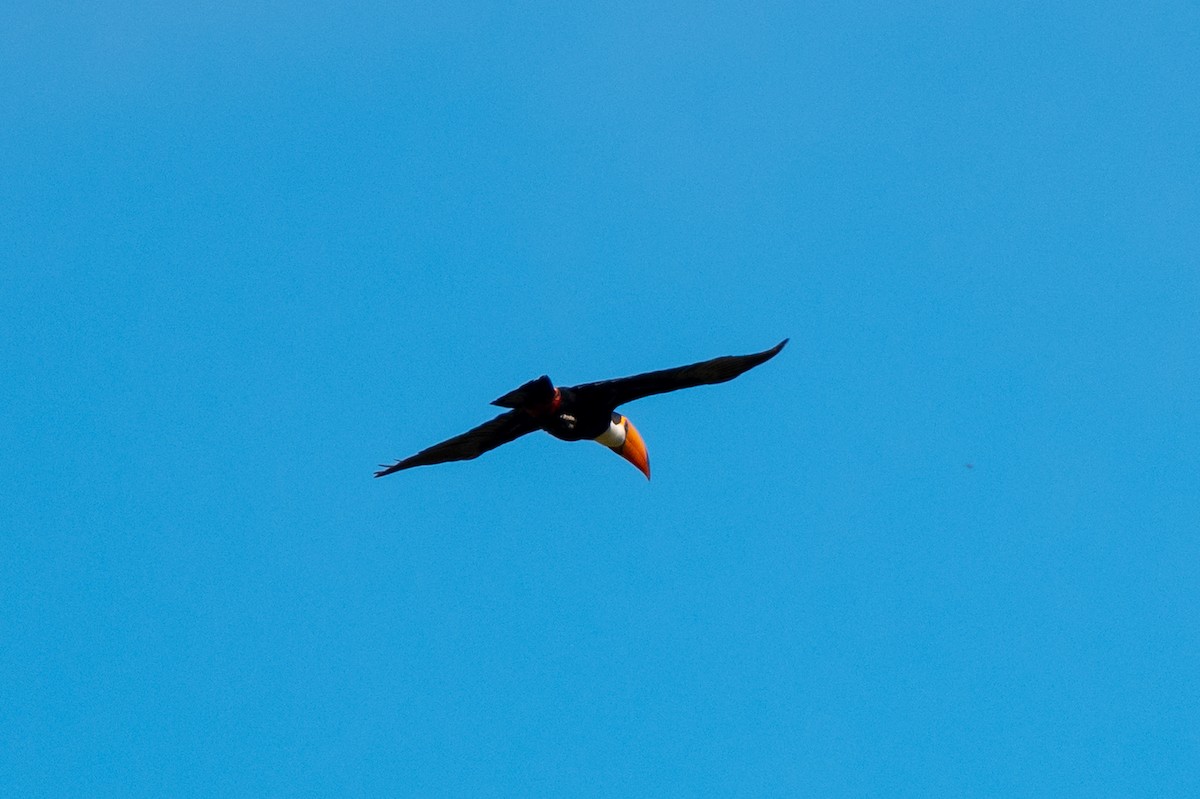 Toco Toucan - ML635154318