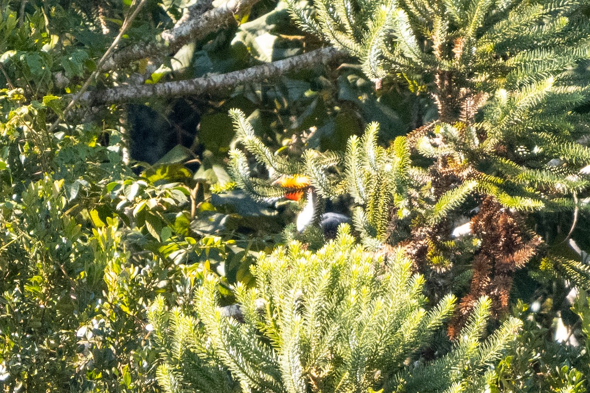 Toco Toucan - ML635154319