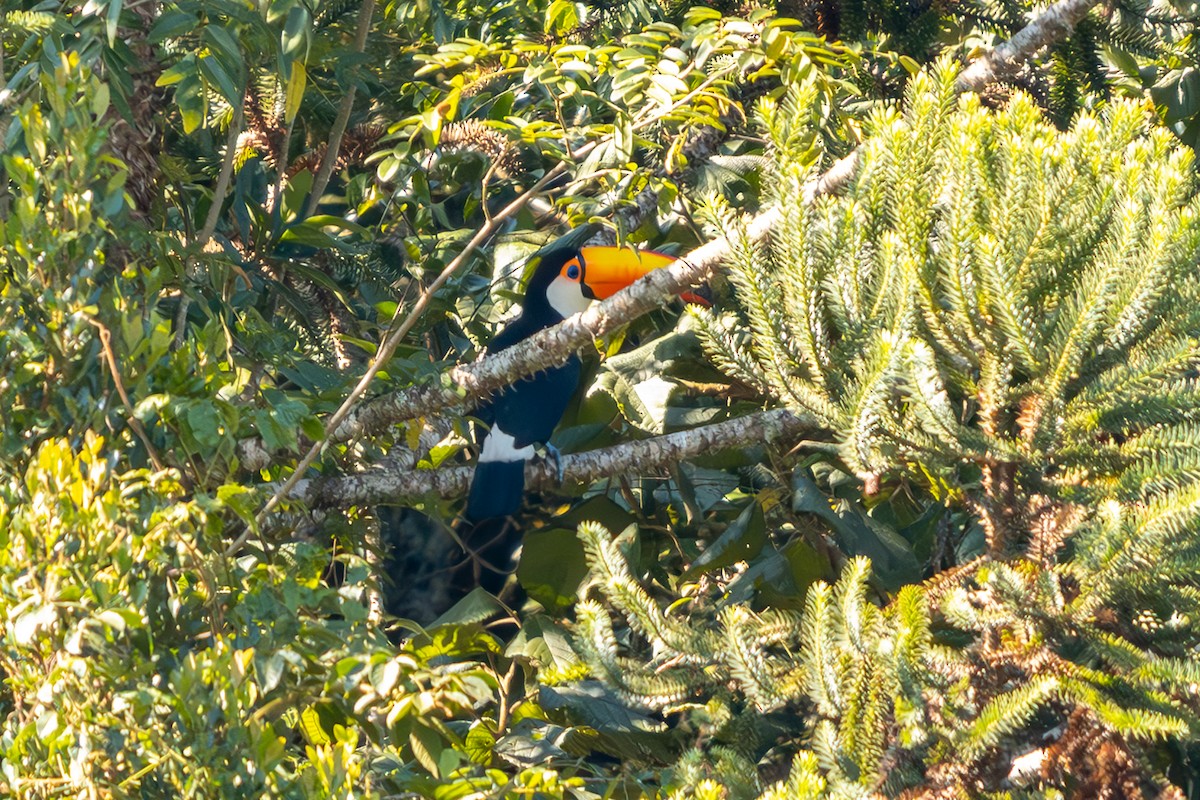 Toco Toucan - ML635154320
