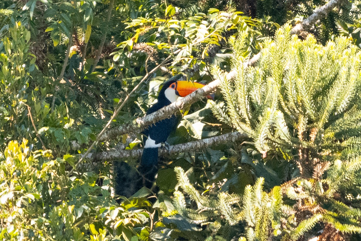 Toco Toucan - ML635154321