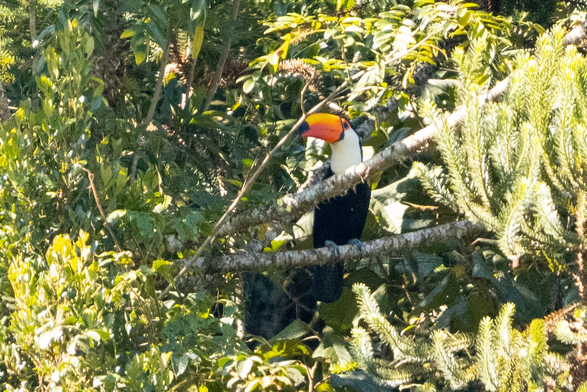Toco Toucan - ML635154322