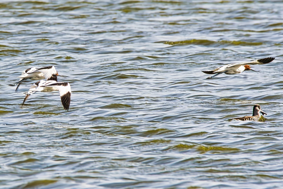 Red-necked Avocet - ML635154346