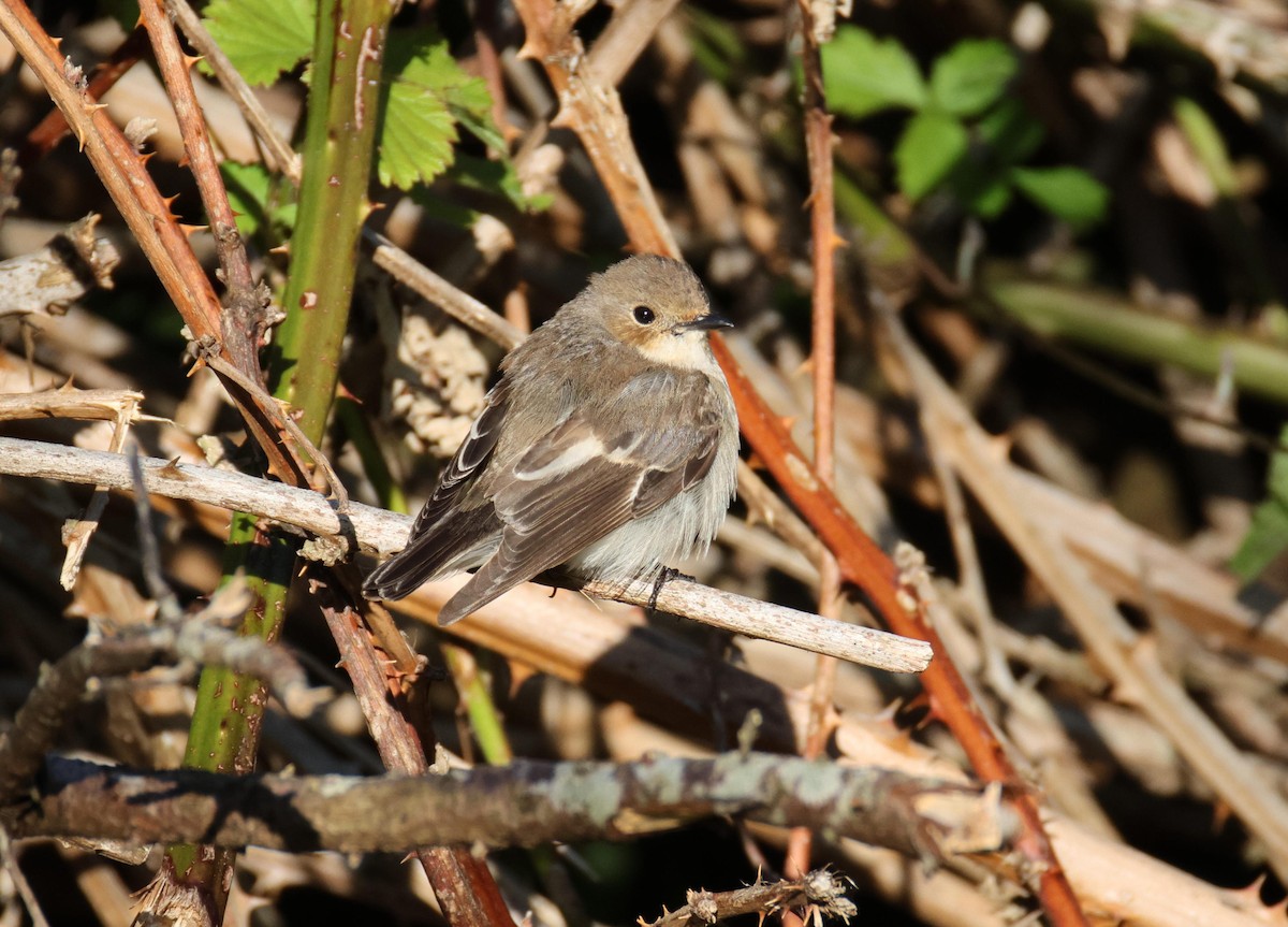Collared Flycatcher - ML635154448