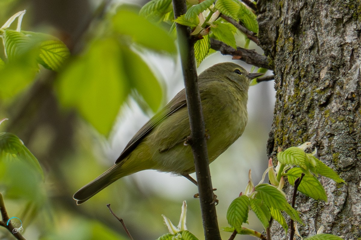 Orange-crowned Warbler - ML635154666