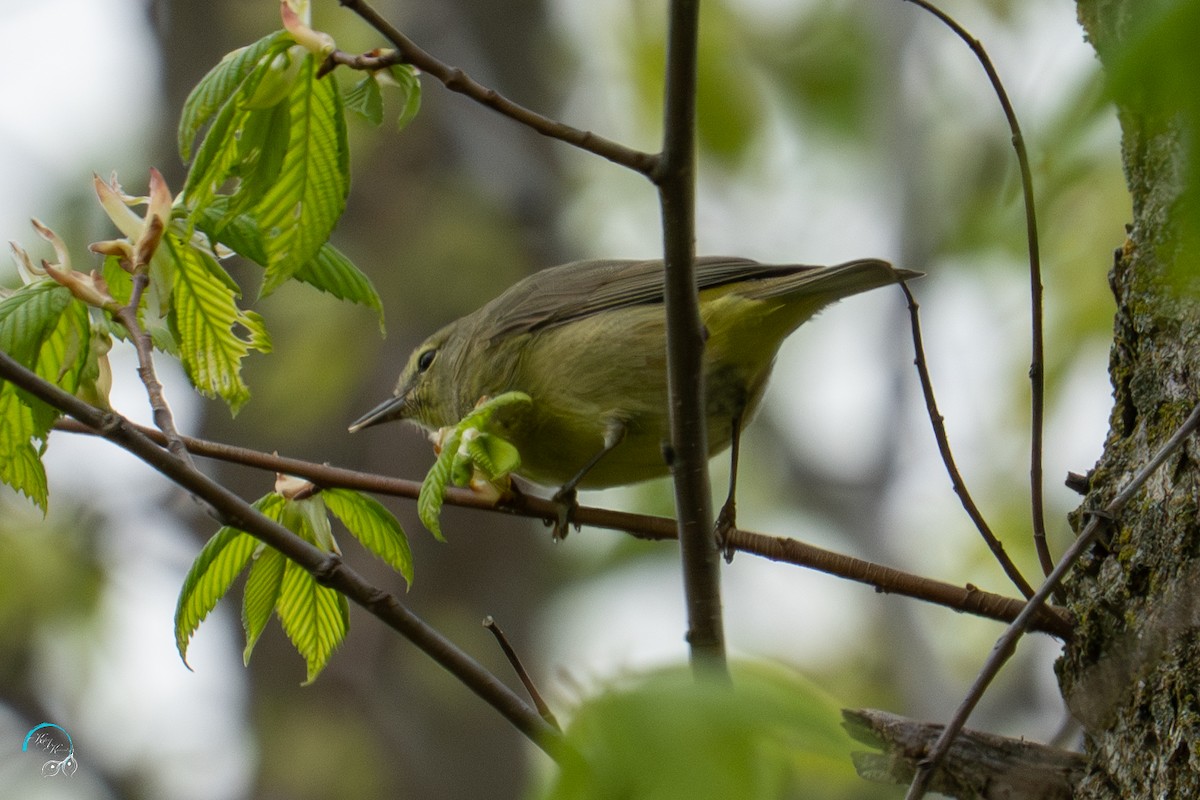 Orange-crowned Warbler - ML635154667