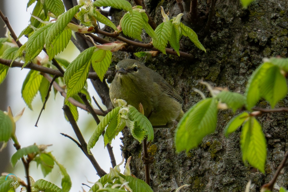 Orange-crowned Warbler - ML635154668