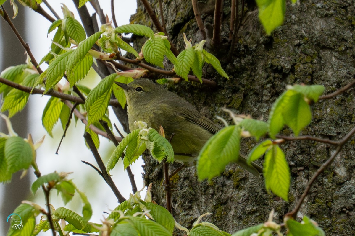 Orange-crowned Warbler - ML635154669