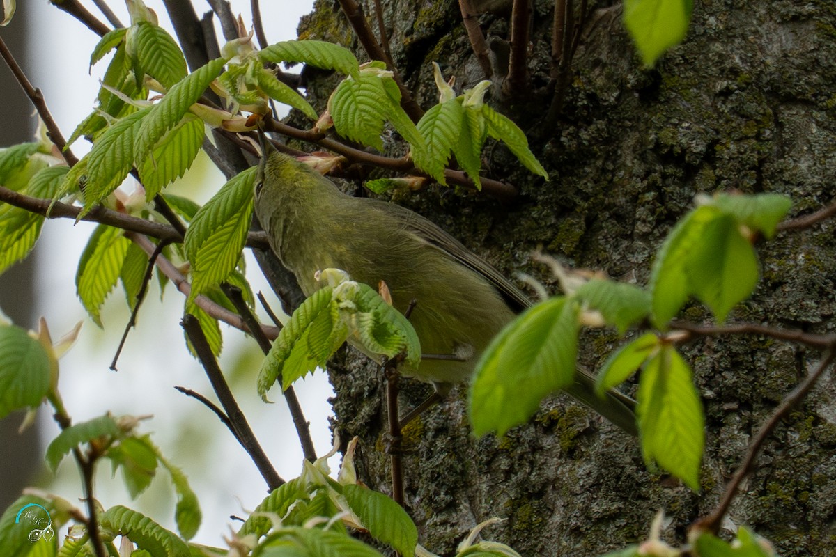 Orange-crowned Warbler - ML635154670