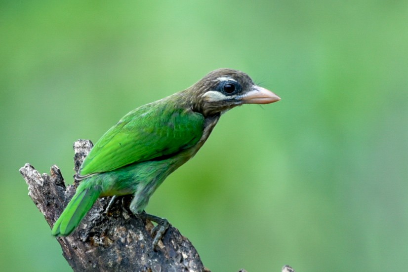 Grünbartvogel - ML635154675