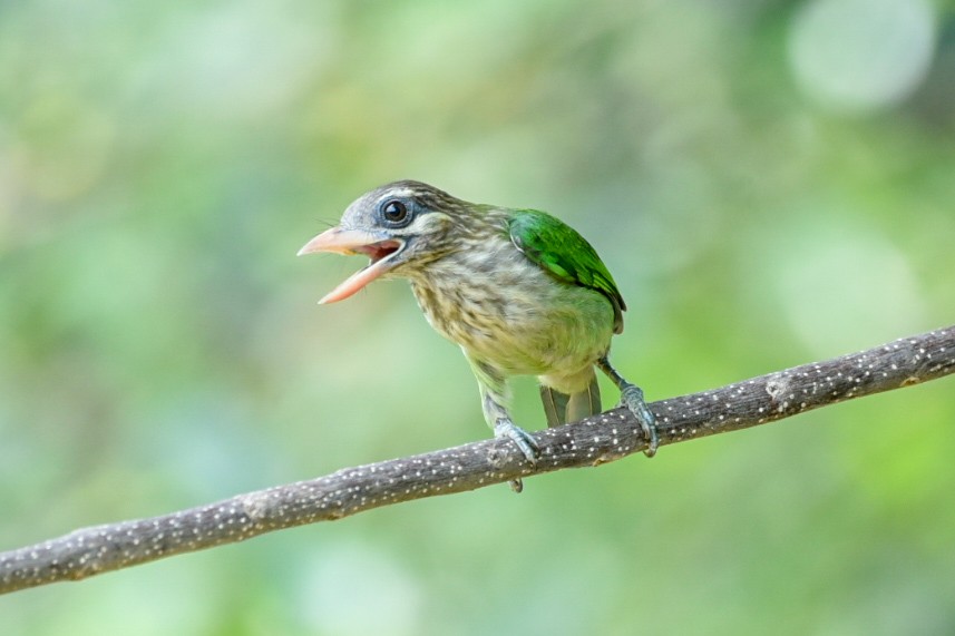 Grünbartvogel - ML635154677