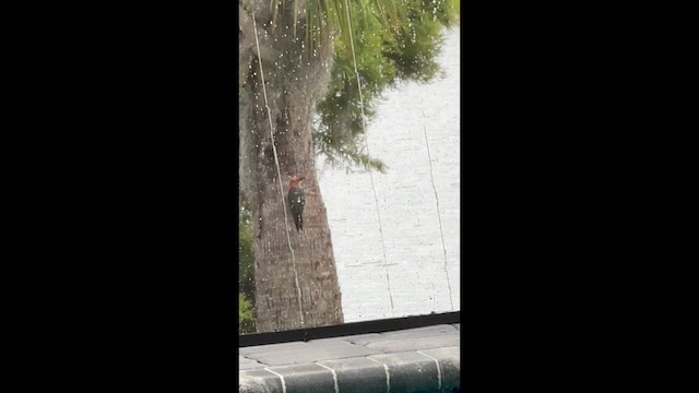 Red-bellied Woodpecker - ML635155005