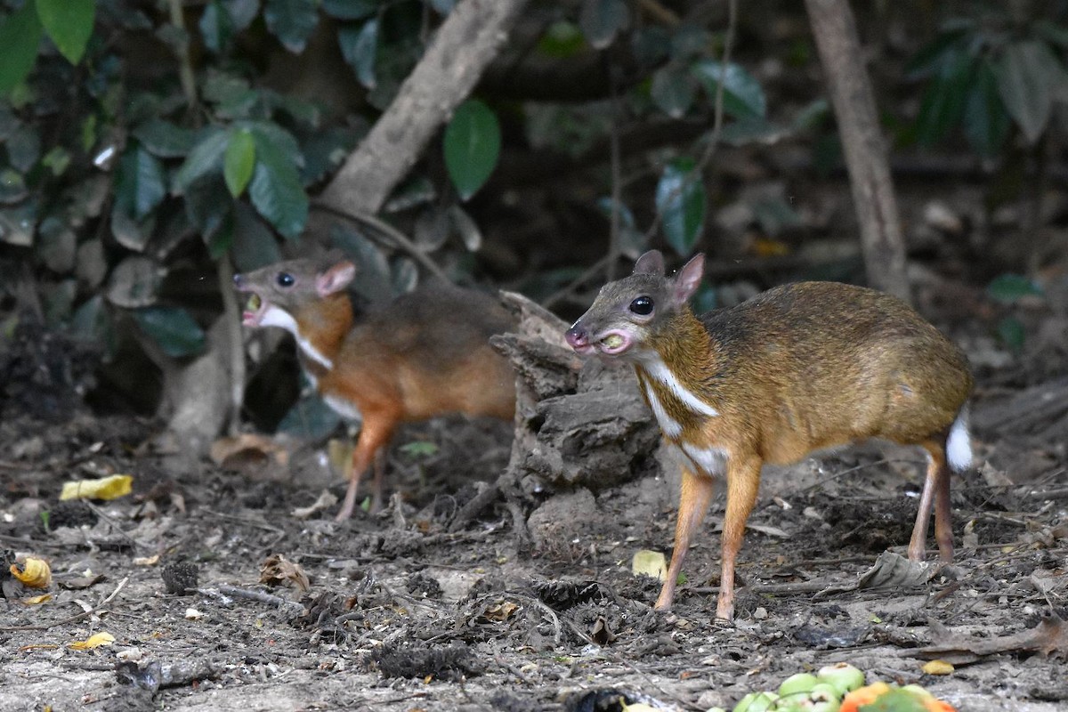 Lesser Oriental Chevrotain - ML635155008