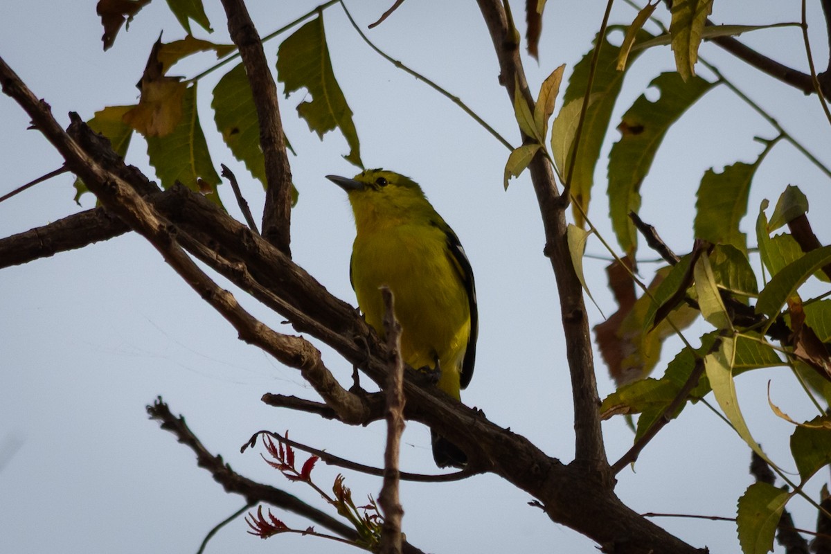 Common Iora - ML635155043