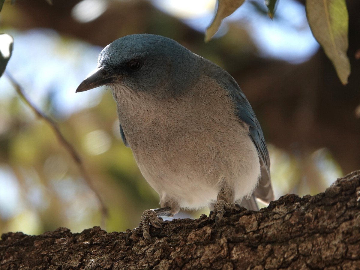 Mexican Jay - ML635155067