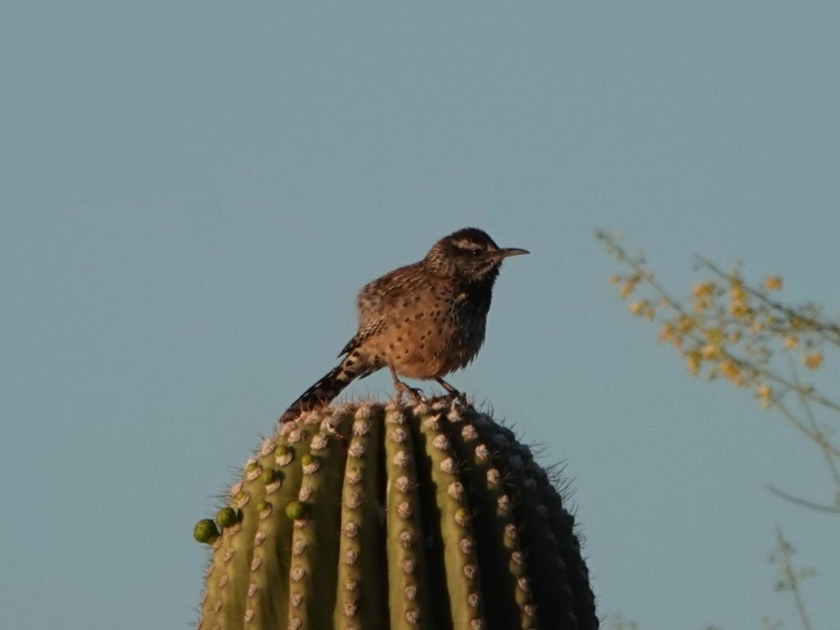 Cactus Wren - ML635155148
