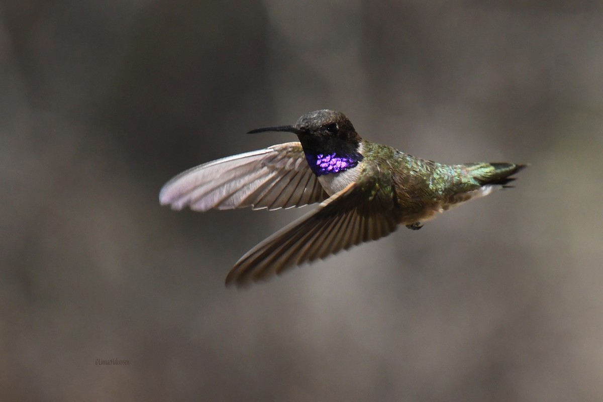 Black-chinned Hummingbird - ML635155198