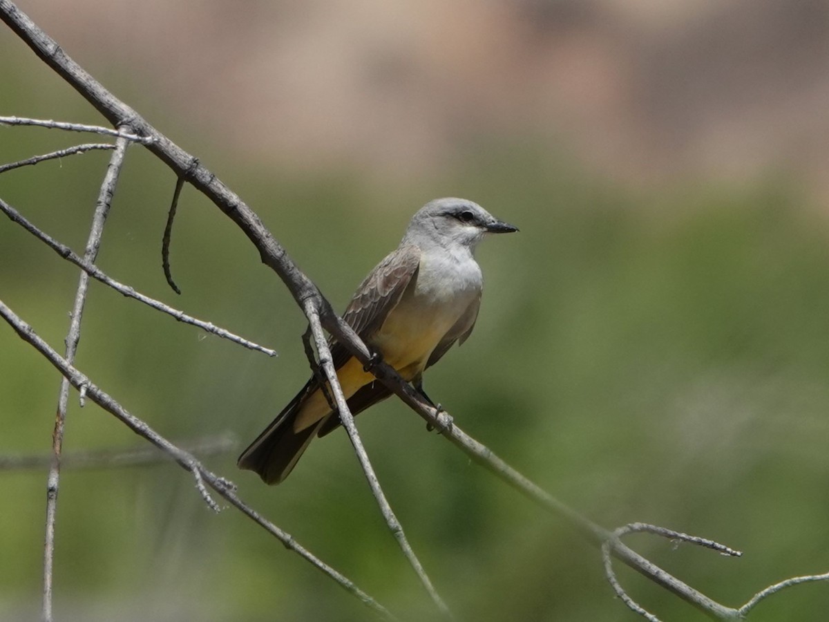 Western Kingbird - ML635155201