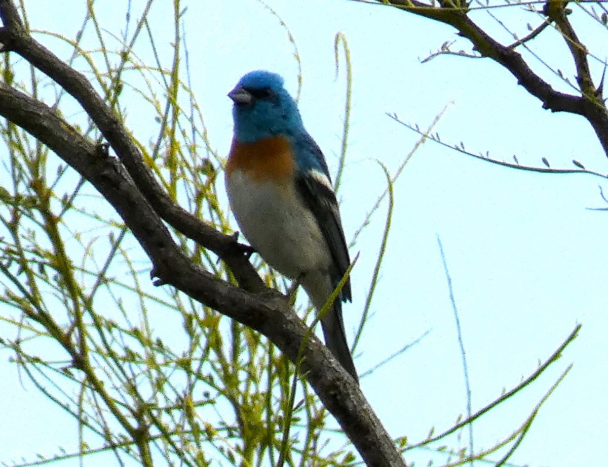 Lazuli Bunting - ML635155206