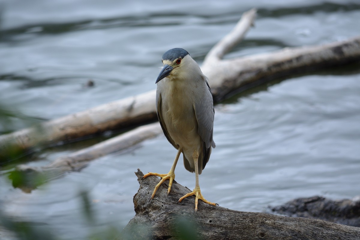 Black-crowned Night Heron - ML635155221