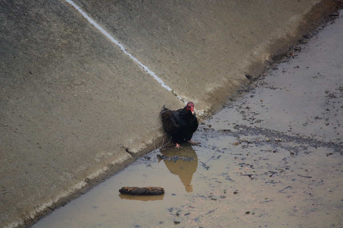 Turkey Vulture - ML635155244