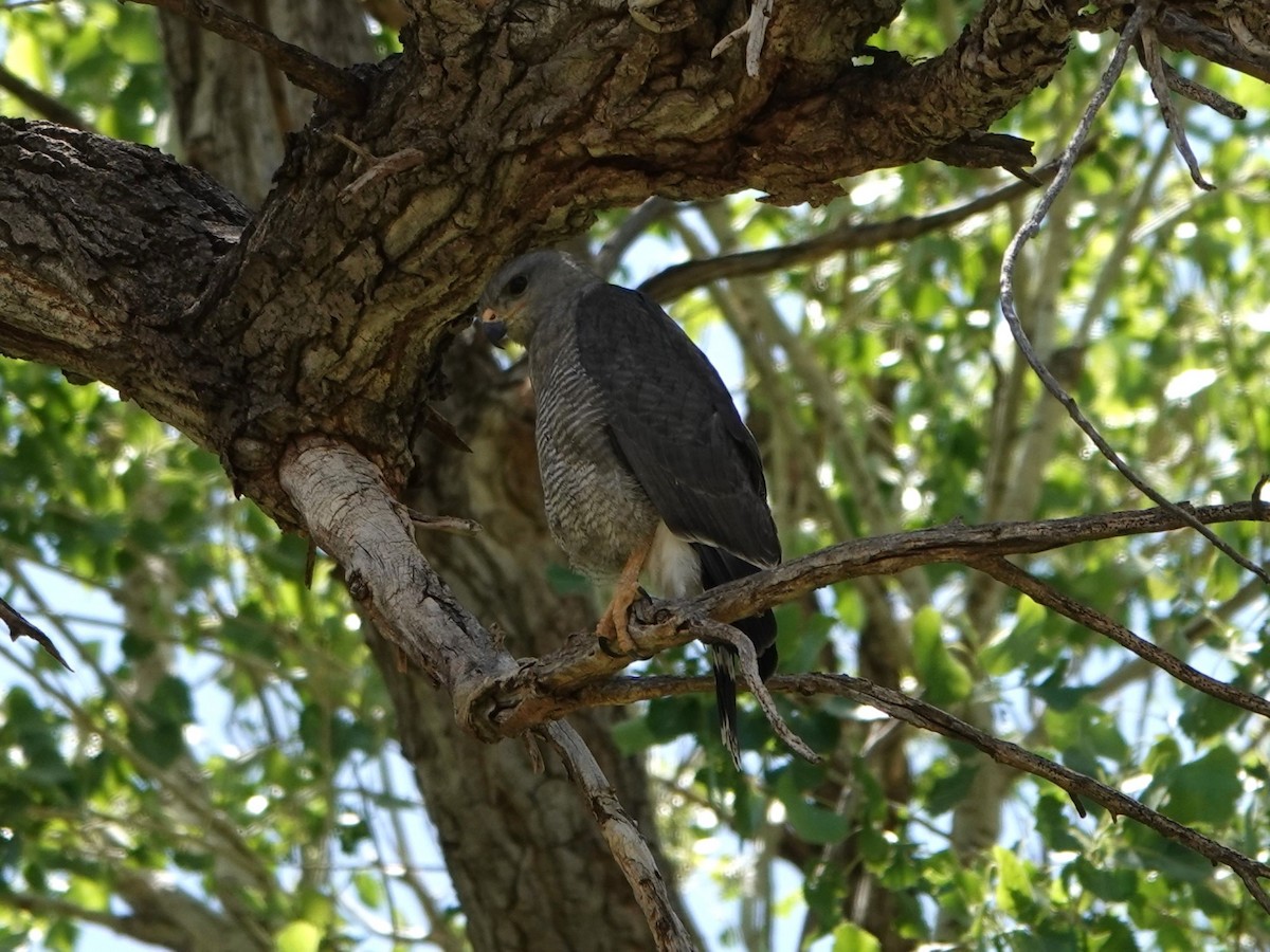 Gray Hawk - ML635155279