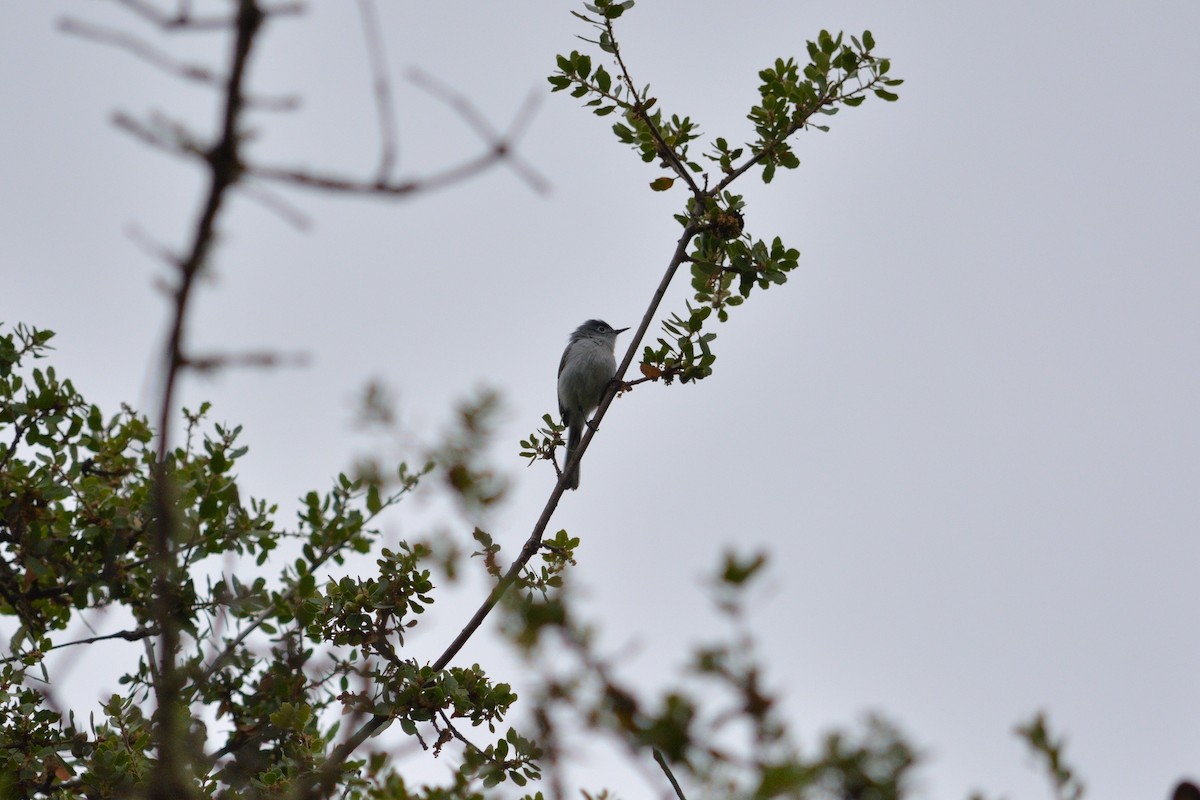 Blue-gray Gnatcatcher - ML635155291