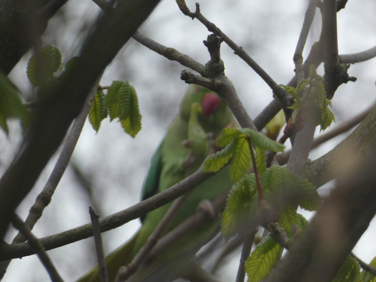 Rose-ringed Parakeet - ML635155371