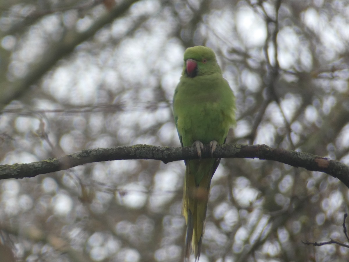Rose-ringed Parakeet - ML635155372