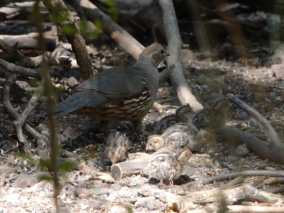Gambel's Quail - ML635155383