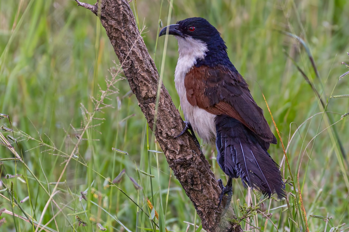Blue-headed Coucal - ML635155385
