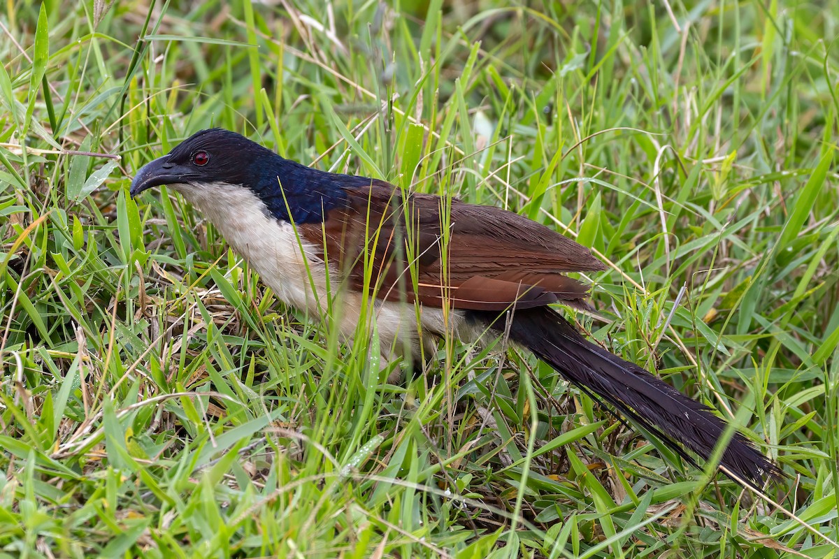Blue-headed Coucal - ML635155386