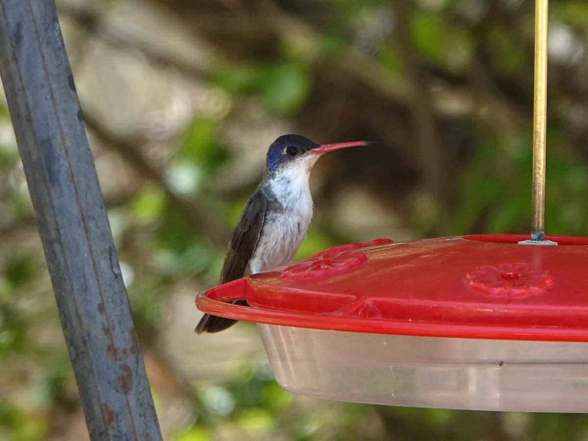 Violet-crowned Hummingbird - ML635155387