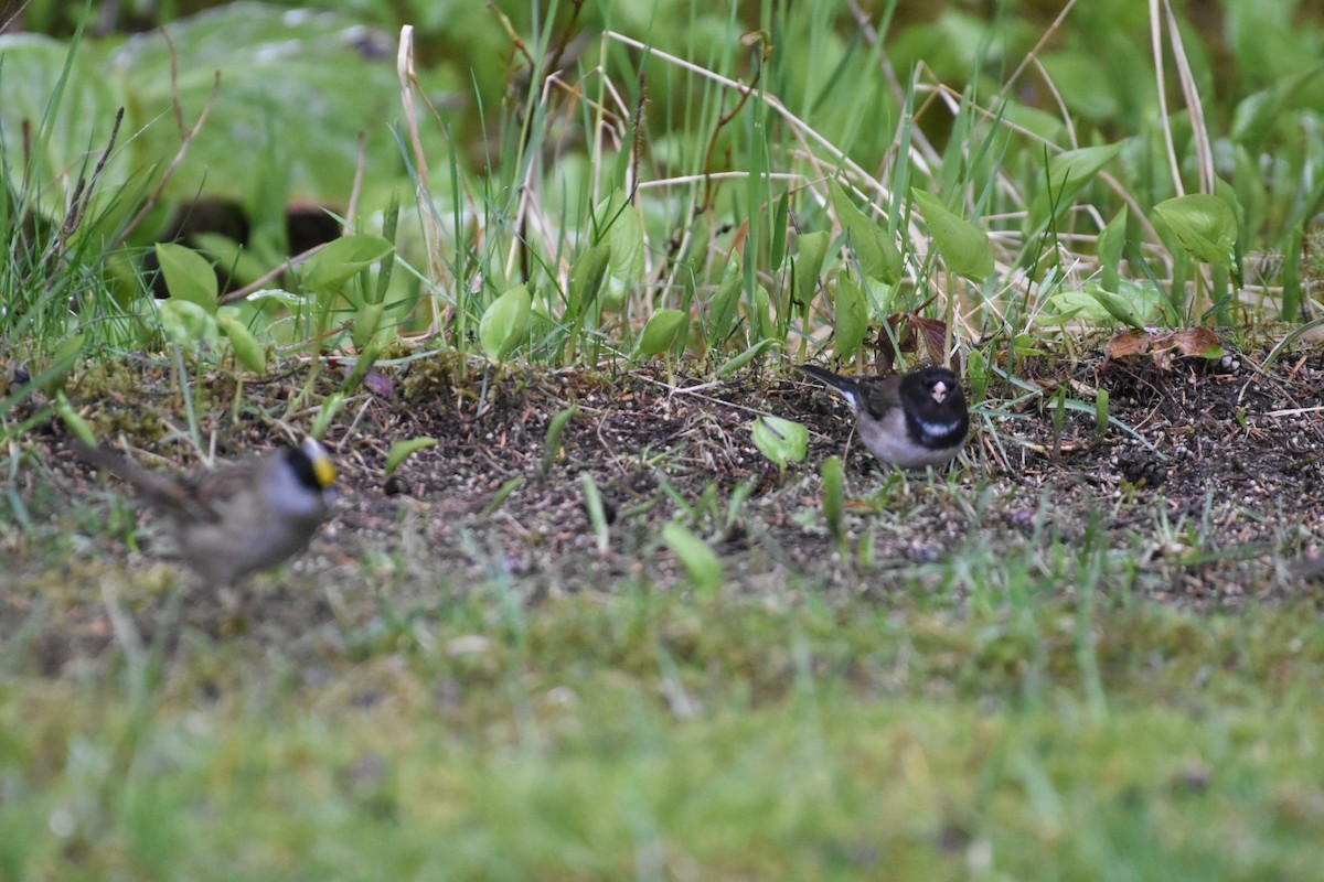 strnadec zimní - ML635155389