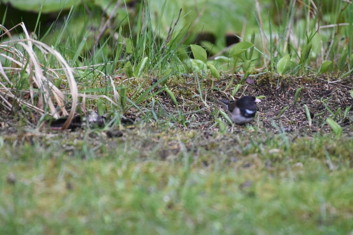 strnadec zimní - ML635155390