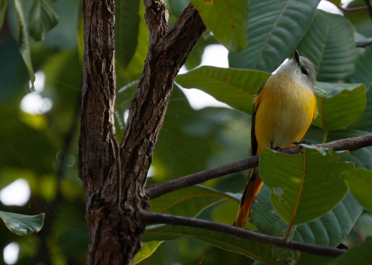 Small Minivet - ML635155395