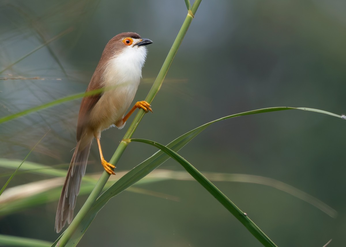 Yellow-eyed Babbler - ML635155410