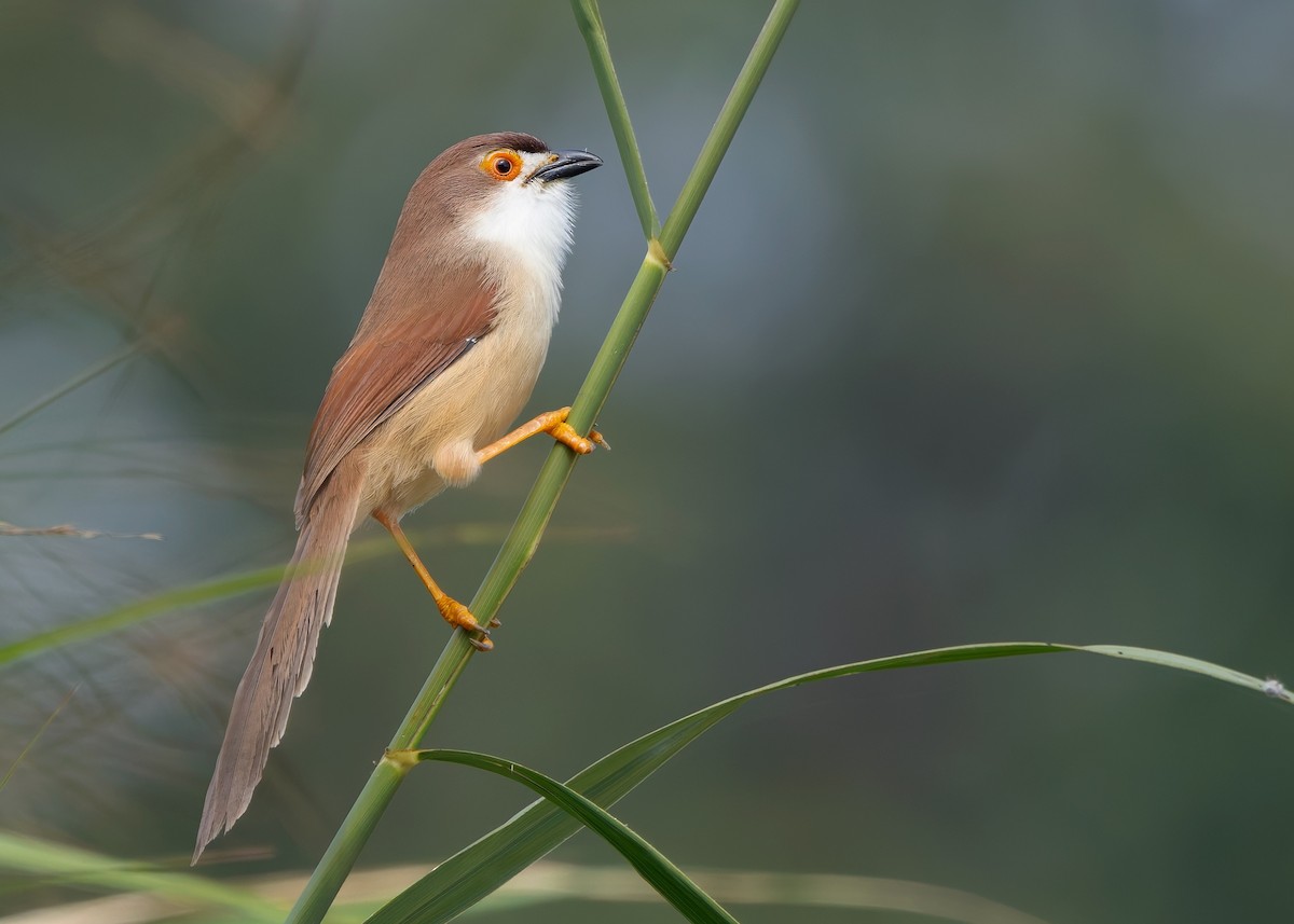 Yellow-eyed Babbler - ML635155411