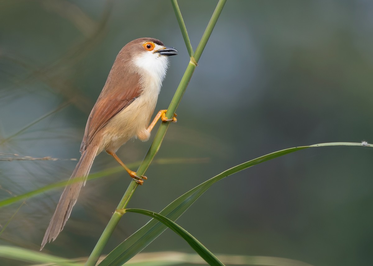Yellow-eyed Babbler - ML635155412